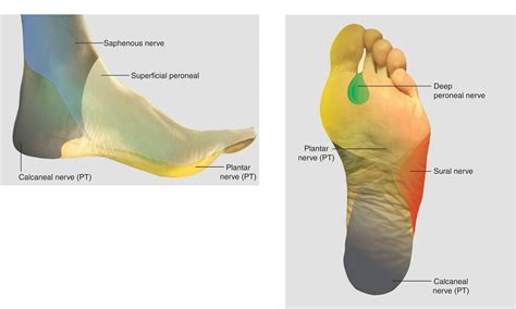 pedisole|Pedisole (u/PediSole) .